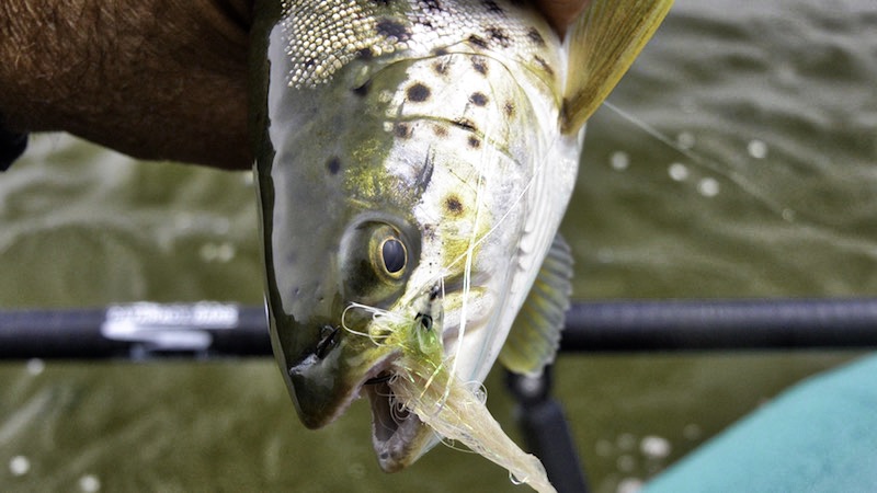 180820 udbyhoj trout edit