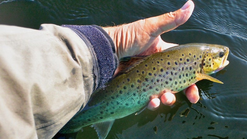 180821 hobro fjord trout