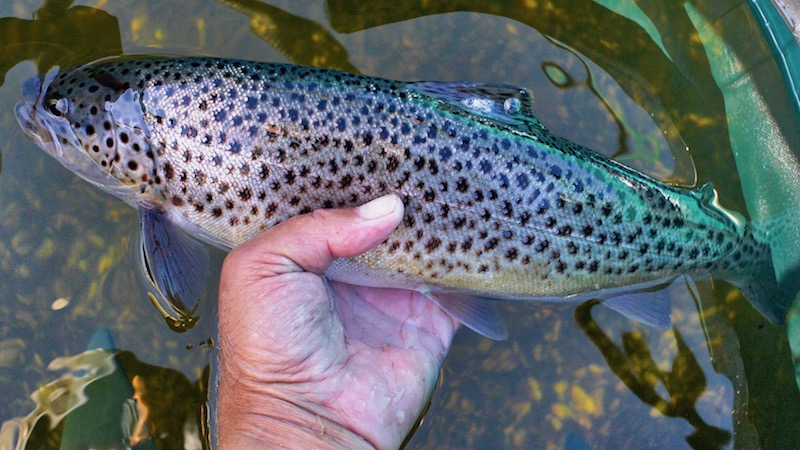 180821 hobro trout