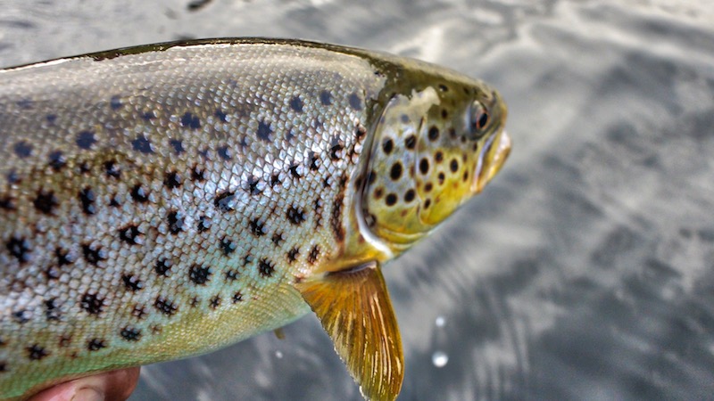 180824 ornedalen CT trout