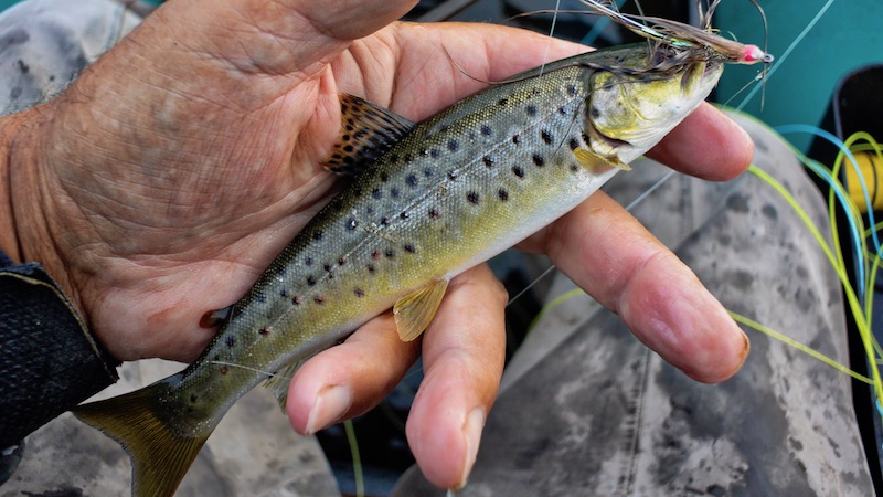 180824 ornedalen small trout