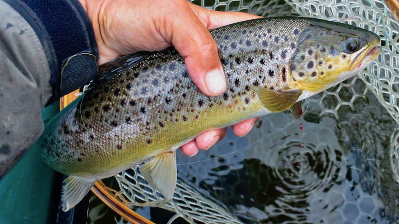 180827 mariager trout
