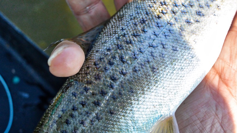 Havørred 180904 udbyhoj trout
