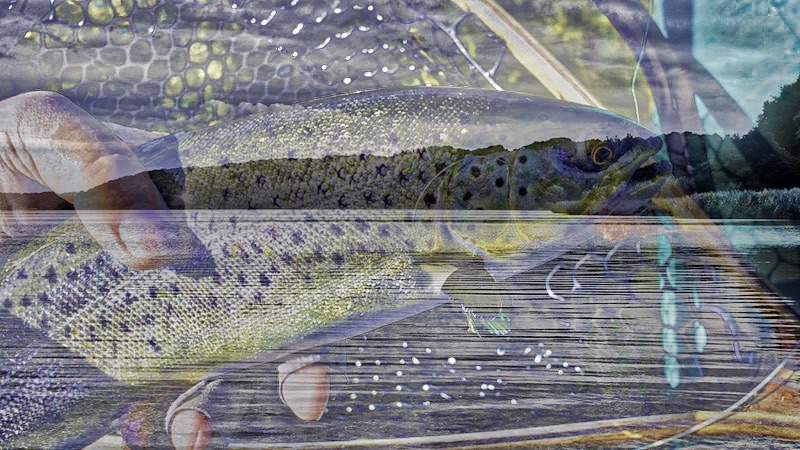Fjordørred 180916 ornedalen trout
