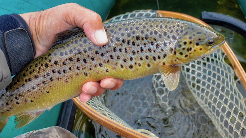 180920 ornedalen trout net