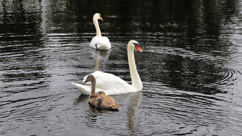 181004 milldam swan