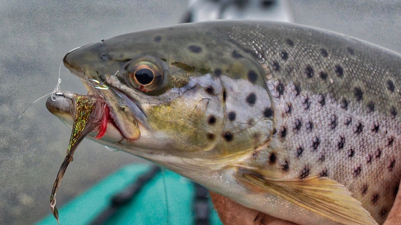 181006 bramslev trout