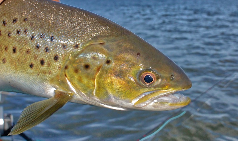 181007 kara stenrev trout