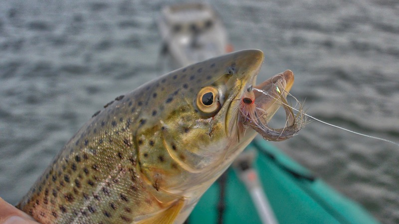 Havørred med havlus 181013 udbyhoj trout fly