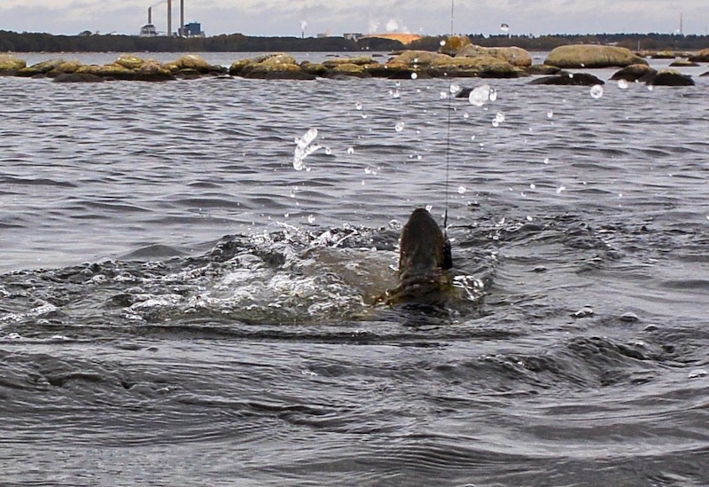 181021 torsterberge gedde