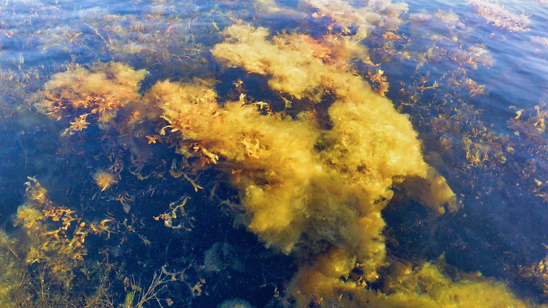 181022 pukavig alger