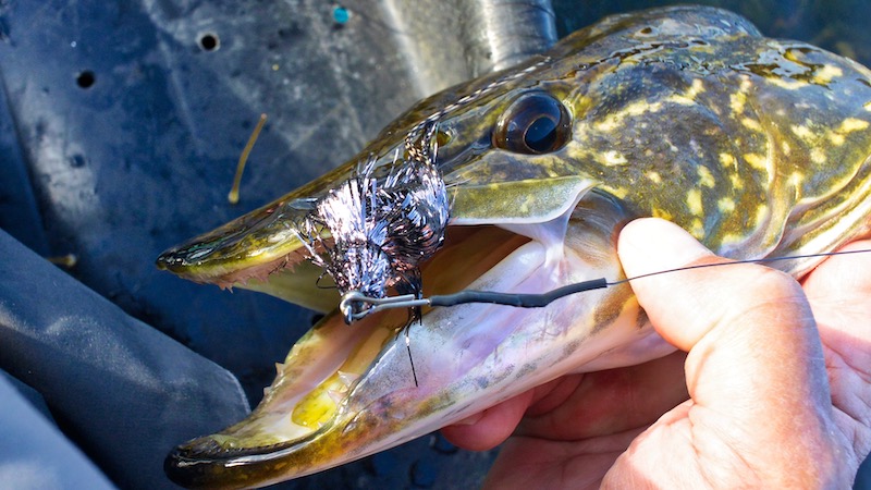 181022 pukavig gedde close