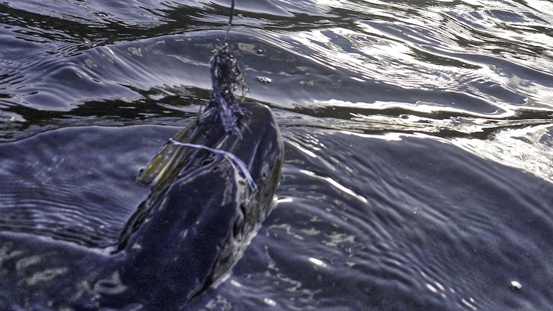 181022 pukavig pikeonfly