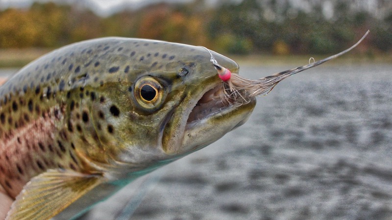 Ørred 181104 stines trout closeup