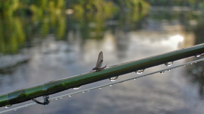 Mayfly on the rod 181117 tongariro river mayfly