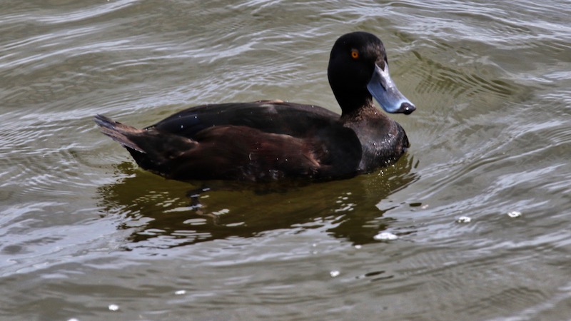 181120 roturoa nz scaup