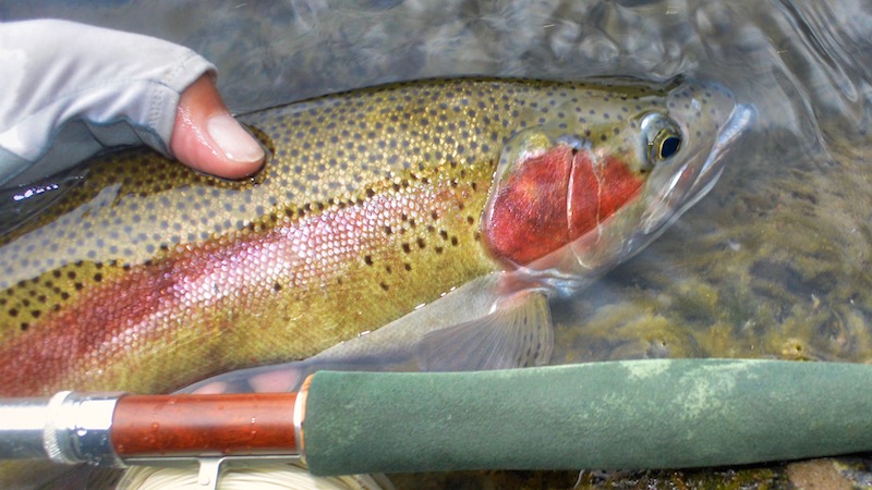 Regnbue ørred 181128 toringo rainbow