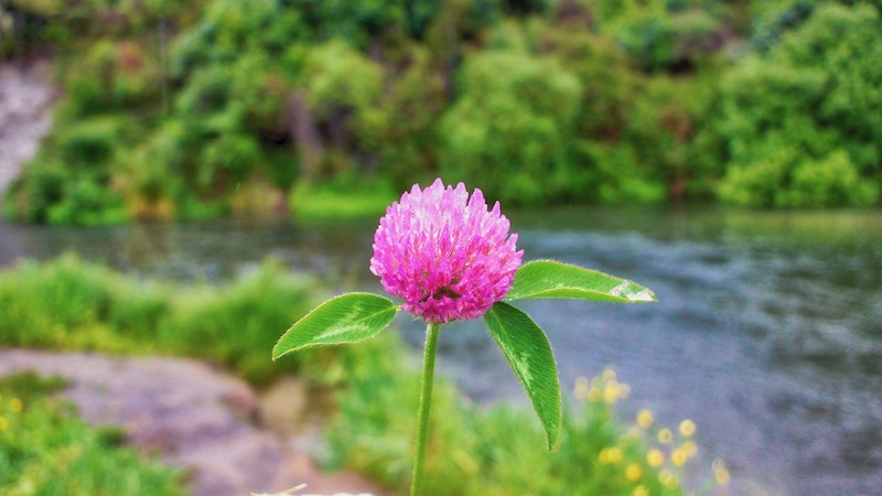 181203 waitahanui flower