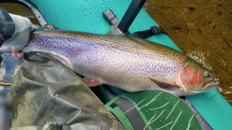 Regnbueørred 181205 lakeO rainbow trout