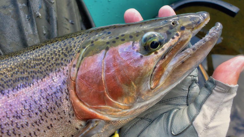 Regnbueørred 181205 lakeO rainbow head