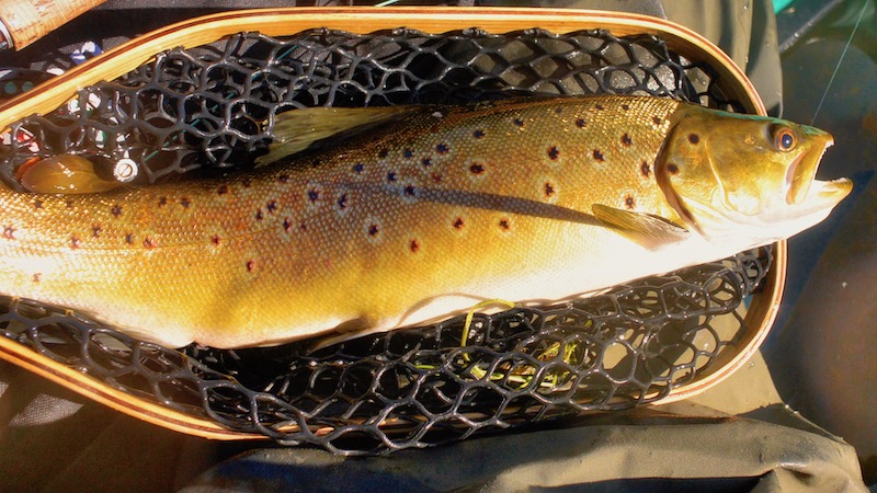 181217 lake fair brown trout