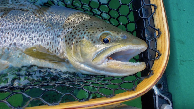 181221 WAITAKI morning trout