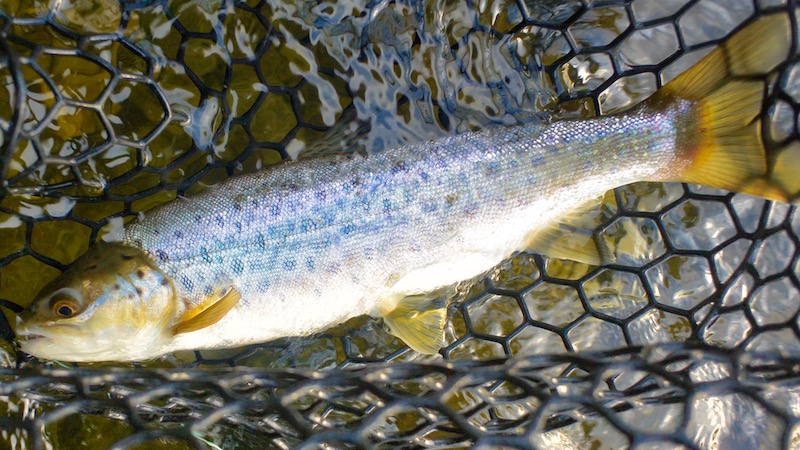 Trout from Mutoeka River 181227 mutoeka river small trout