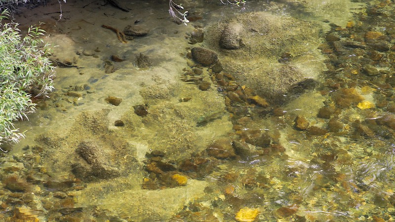 Ørred 181227 mutoeka river trout