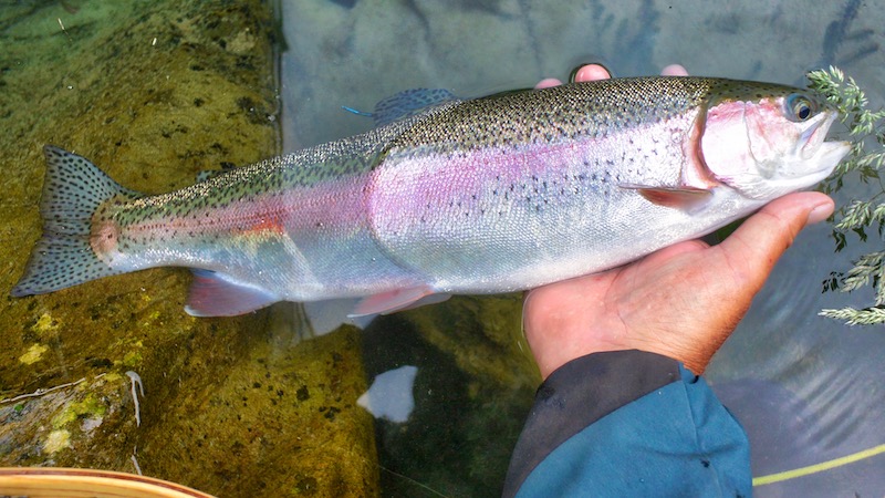 181230 summertime blues rainbowtrout