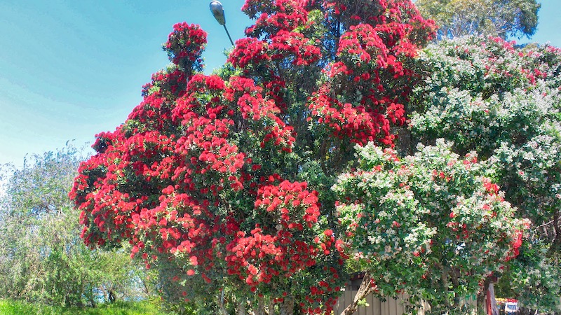 181230 summertime blues red flowers