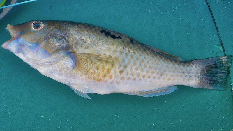 181231 picton bay unknown fish