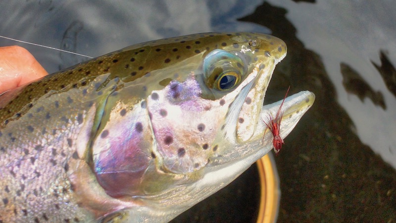 Regnbueørred 190208 milldam rainbow fly hook