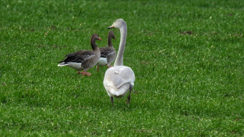 Ungsvane og gæs 190208 milldam swan goos