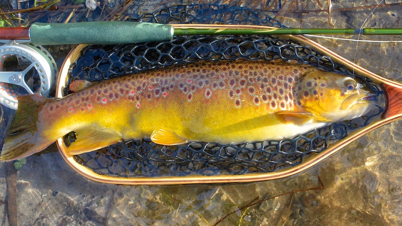 Bækørred 190208 milldam brown trout