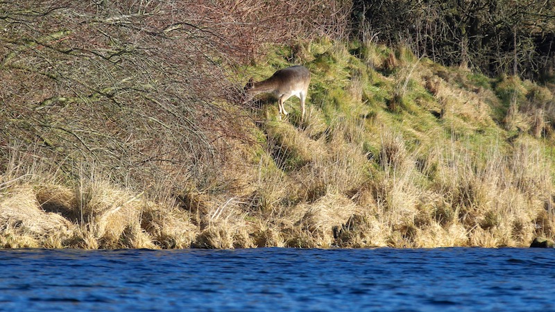 Rådyr ved fjorden 190211 bramslev deer