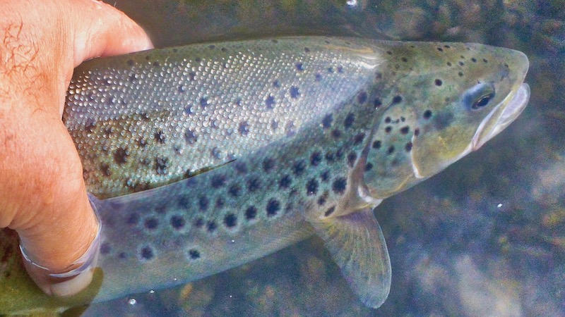 Ørred 190211 bramslev release