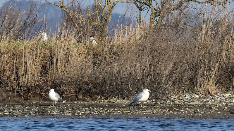 Mågeøen 190218 lergrav seagul island