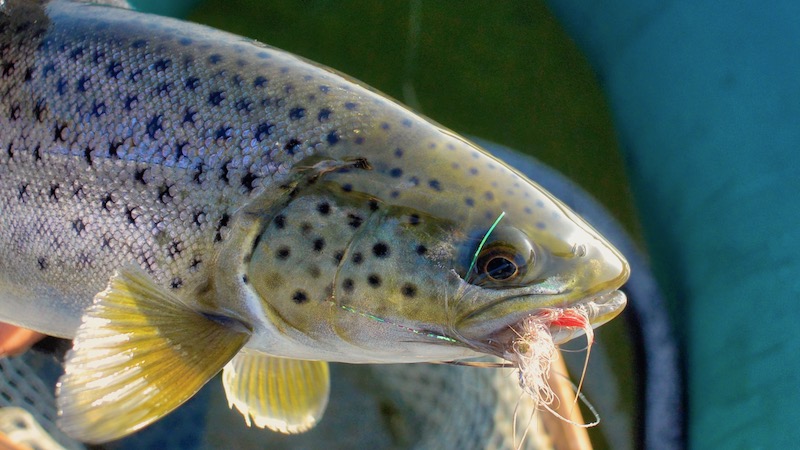 havørred 190218 lergrav trout