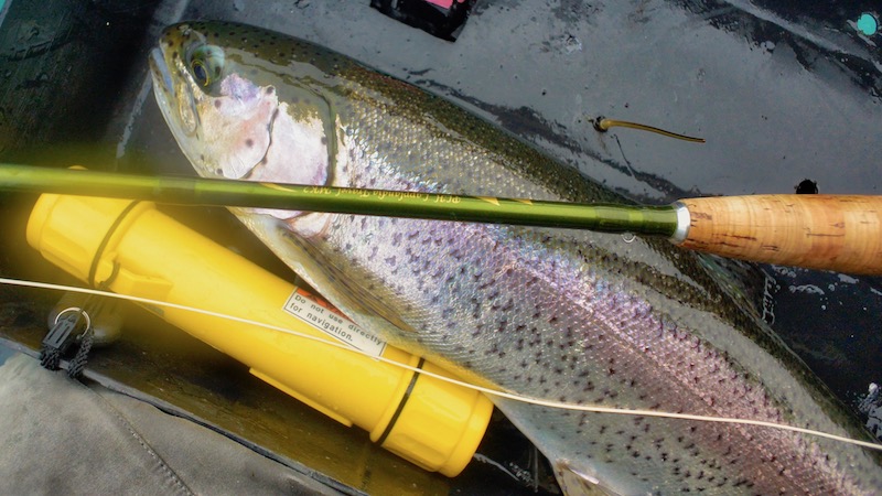 Regnbueørred 199220 milldam trout