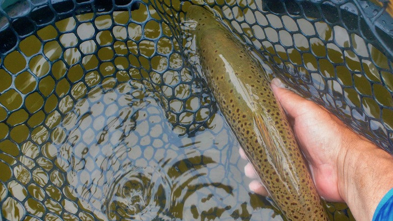 190311 udbyhoj trout