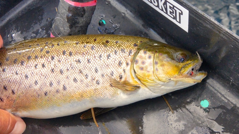 Ørred fra Mariagerfjord 190318 ornedalen trout