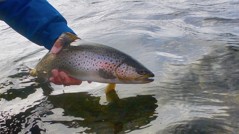 Catch & Release 190323 stinesminde cr