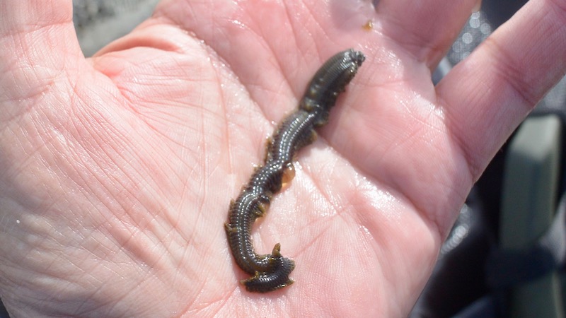 Børsteorm 190323 stinesminde worm