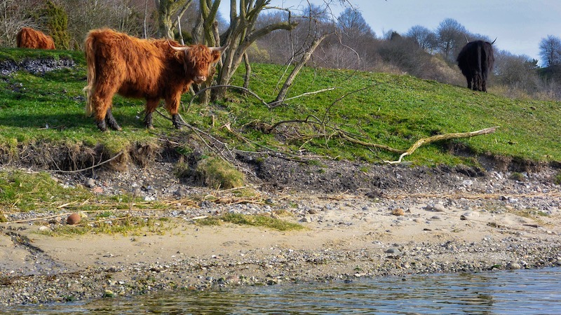 190326 hegedal kreature