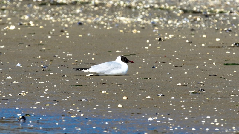 190414 havnoe haette maege