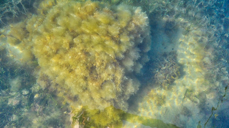 190420 falster kiselalger