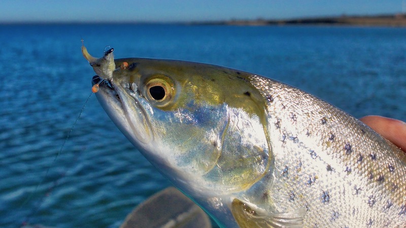 190420 falster trout