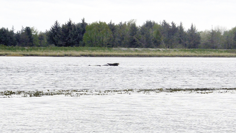Sæl i Randers Fjord 190428 udbyhoj seal