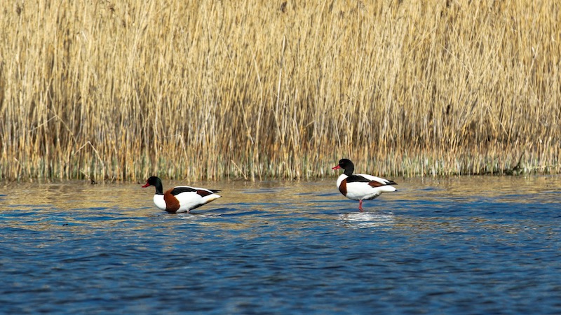 Gravænder 190430 vive ducks