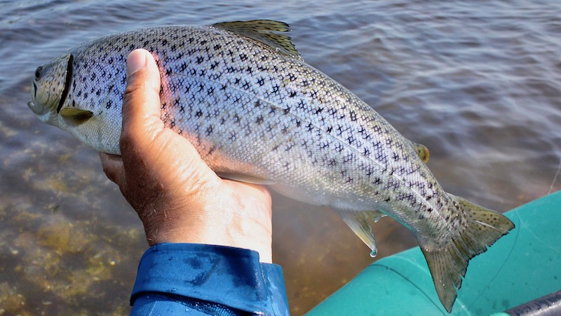 190430 vive trout